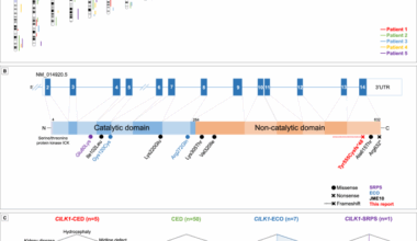 A homozygous frameshift variant in the CILK1 gene causes cranioectodermal dysplasia