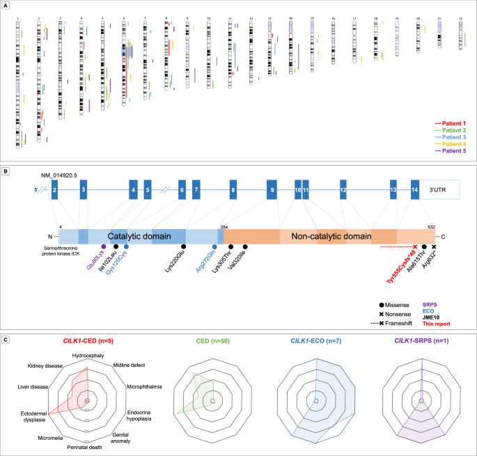 A homozygous frameshift variant in the CILK1 gene causes cranioectodermal dysplasia