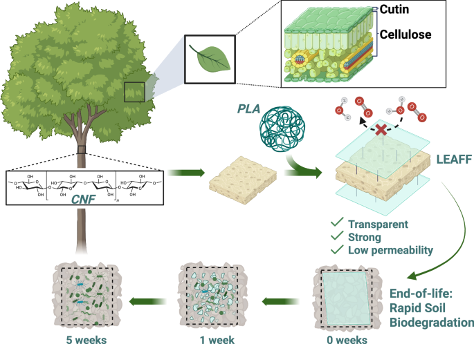 Biomimetic layered, ecological, advanced, multi-functional film for sustainable packaging