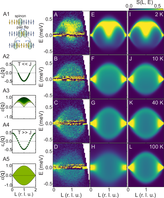 High-temperature quantum coherence of spinons in a rare-earth spin chain