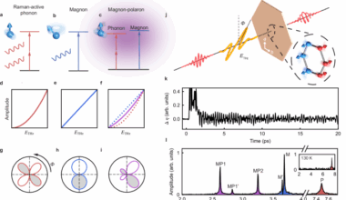 Terahertz control of linear and nonlinear Magno-phononics