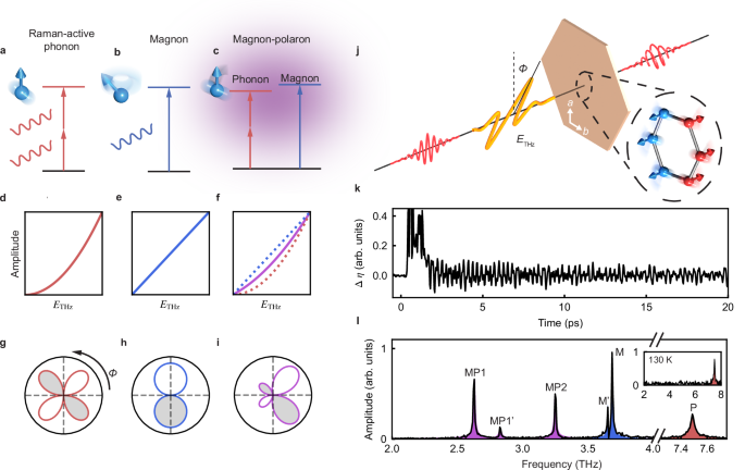 Terahertz control of linear and nonlinear Magno-phononics
