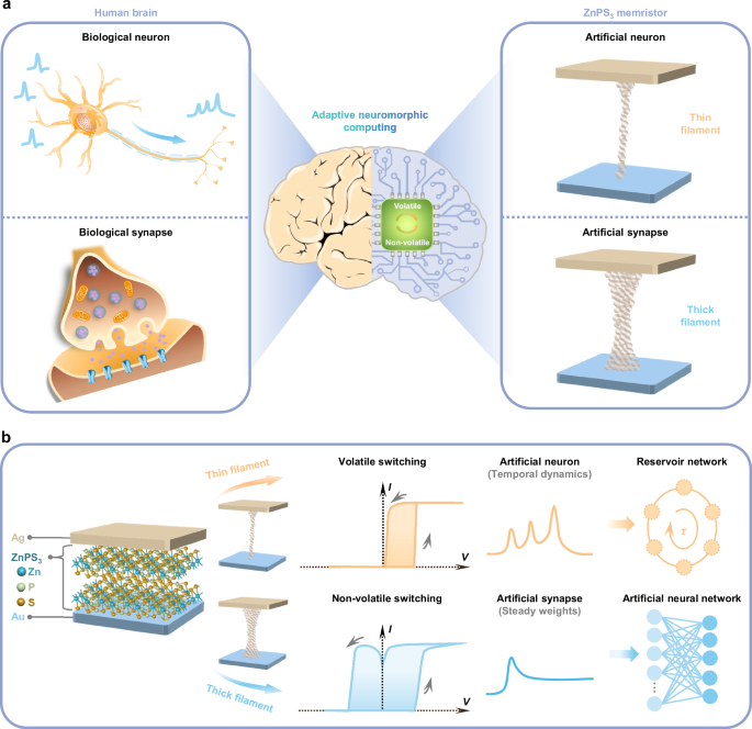 Ultralow energy adaptive neuromorphic computing using reconfigurable zinc phosphorus trisulfide memristors