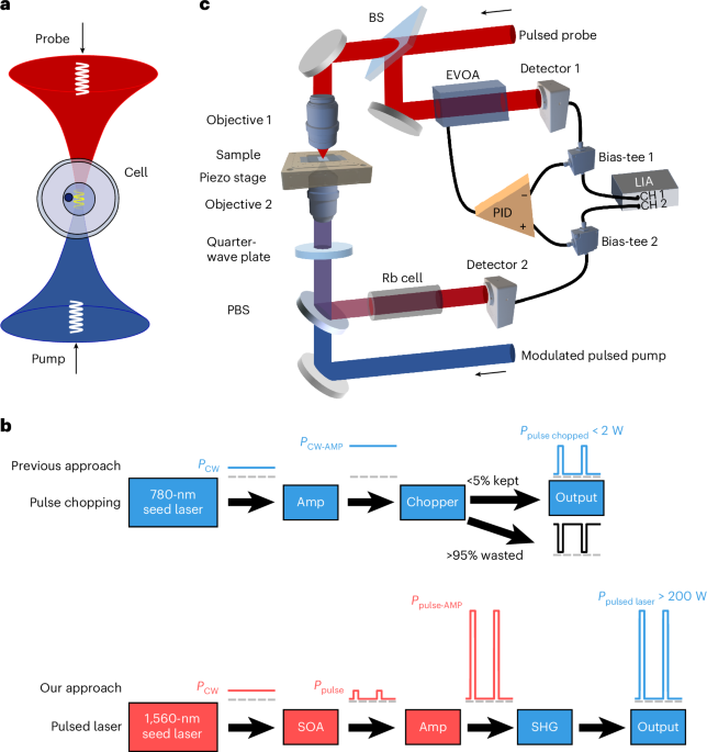 Stimulated Brillouin scattering microscopy with a high-peak-power 780-nm pulsed laser system