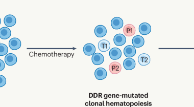 How chemotherapy shapes hematopoietic stem cells