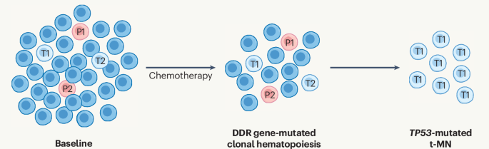 How chemotherapy shapes hematopoietic stem cells