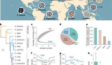 Pangenome analysis provides insights into legume evolution and breeding