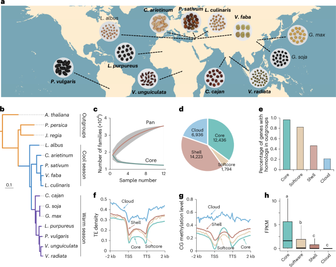 Pangenome analysis provides insights into legume evolution and breeding
