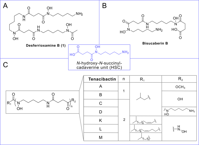 Genetic and biochemical insights into siderophore biosynthesis in the marine fish pathogen Tenacibaculum maritimum