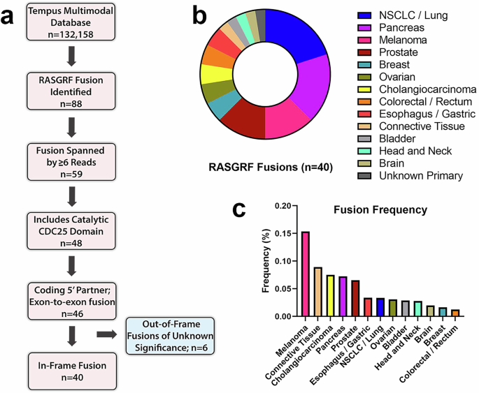 Genetic and oncogenic features of RASGRF fusions