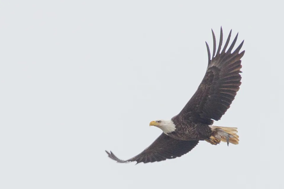 A bald eagle carries its catch in its talons near the Conowingo Dam, Saturday, April 5, 2025, in Darlington, Maryland.
