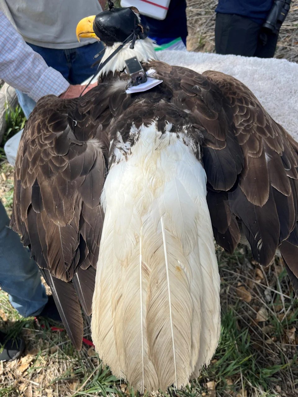 A female bald eagle rests on a table after being captured and fitted with a transmitter harness in Windsor, Colorado