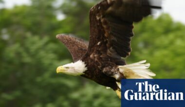 US vet uses cod skin to save bald eagle in time for Fourth of July | Wisconsin