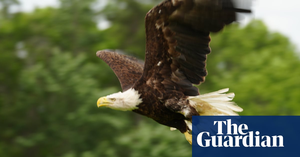 US vet uses cod skin to save bald eagle in time for Fourth of July | Wisconsin