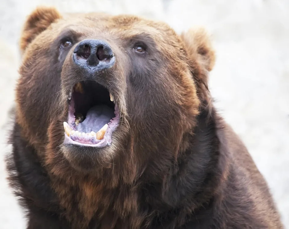 grizzly bear with a warm fur, watchful eyes looking; Shutterstock ID 636483143; Cost Ctr: redownload; Manager: redownload; Email: redownload; Project: redownload