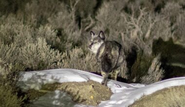 Legal foothold trap in northwestern Colorado killed wolf, CPW says