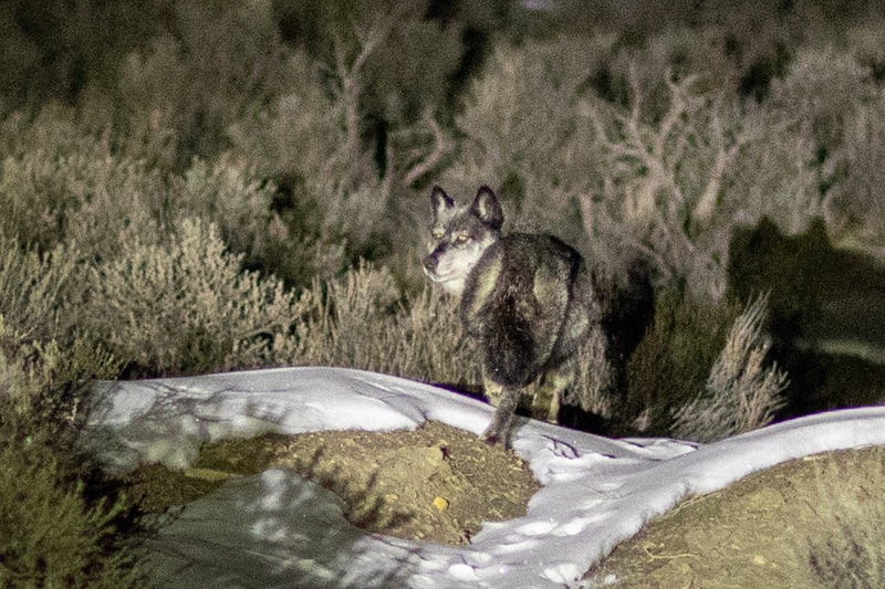 Legal foothold trap in northwestern Colorado killed wolf, CPW says