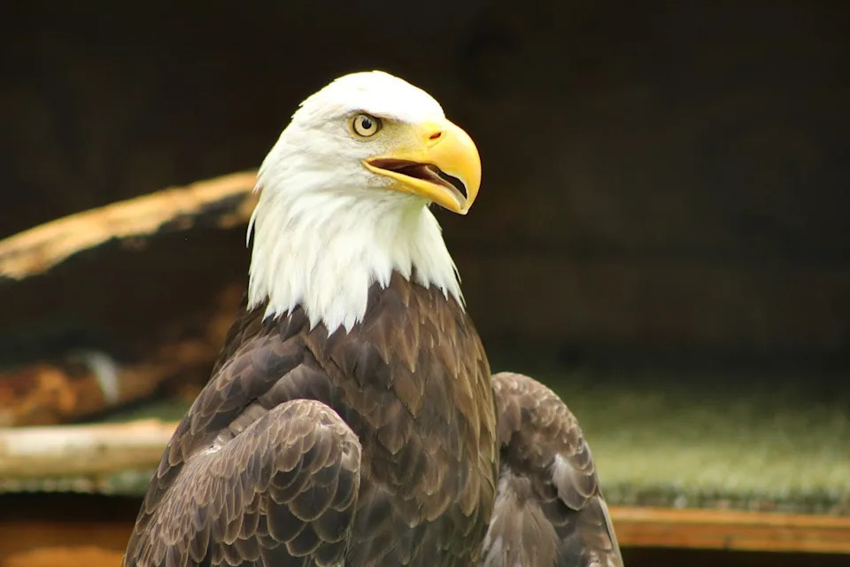 Jefferson, one of the organization's bald eagles, looks into the distance.