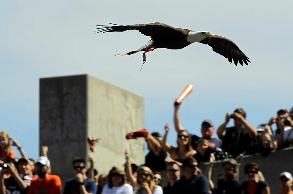 American bald eagle named Spirit flies.