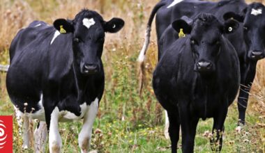 LIC profit surges to $30.6m as NZ farmers invest in herd genetics