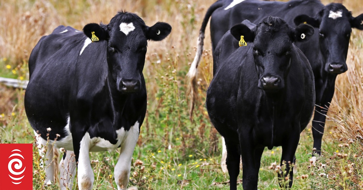 LIC profit surges to $30.6m as NZ farmers invest in herd genetics