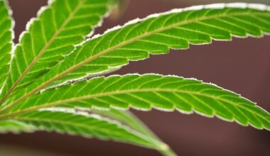 Dallas saw a sharp decrease in weed arrests after voters took action. That could change