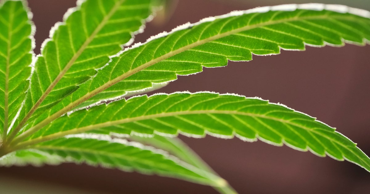 Dallas saw a sharp decrease in weed arrests after voters took action. That could change