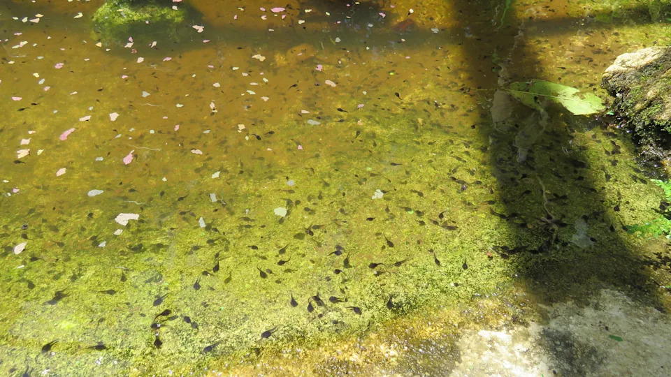 Tadpoles bred by Jacksonville Zoo and Botanical Gardens staff are released in their native Puerto Rico.
Photo: Jacksonville Zoo and Botanical Gardens