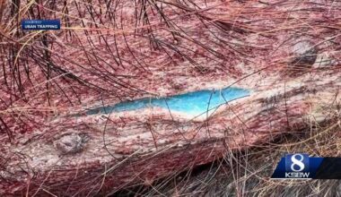 Poison that turns animals blue discovered in wild pigs in South Monterey County