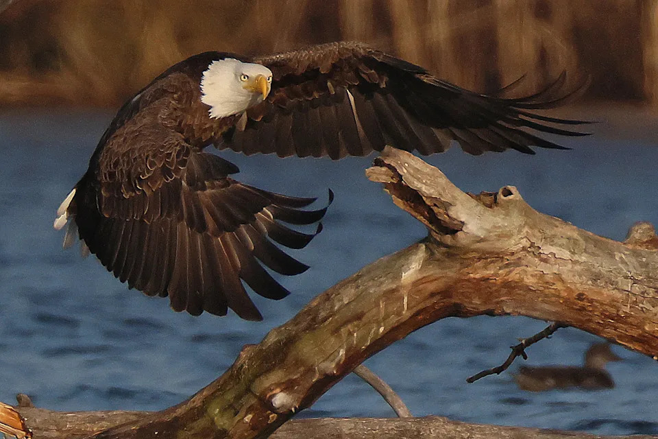 A bald eagle flies.