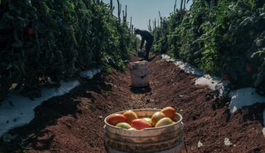 A Tomato Fight With Mexico Is Set to Boost US Prices Nearly 10%
