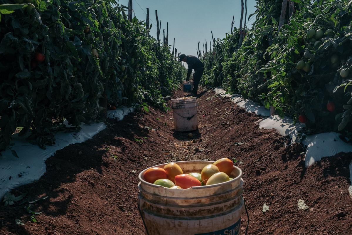 A Tomato Fight With Mexico Is Set to Boost US Prices Nearly 10%