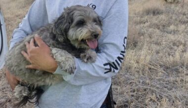 A dog who stayed with its owner after they died was rescued in Cochise County over the weekend, aut...