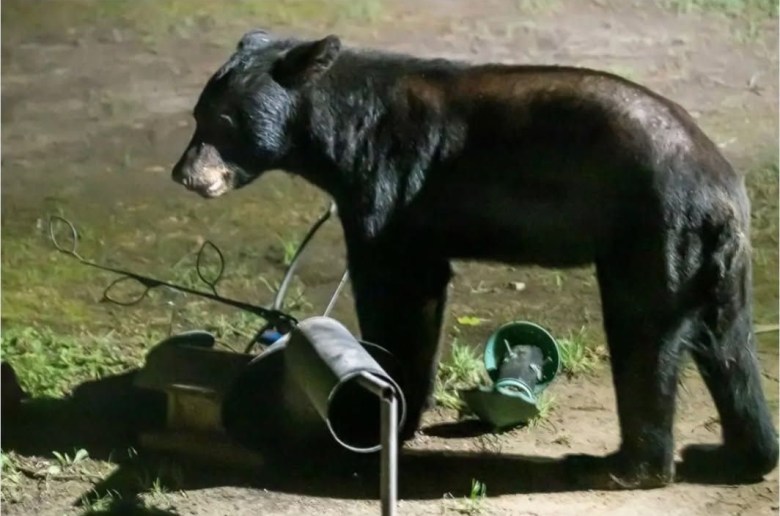 Black Bear Spotted In St. Mary’s County; Officials Urge Caution