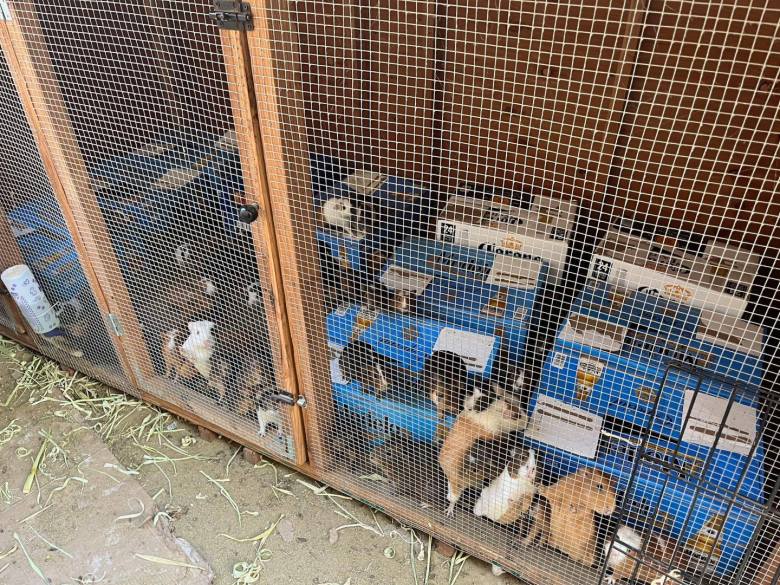 The scene in a South Los Angeles home, where hundreds of guinea pigs were discovered. (Photo courtesy San Diego Guinea Pig Rescue)