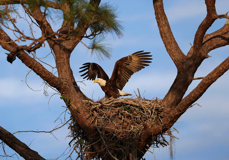 A nesting bald eagle.