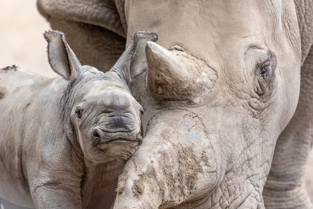 Mark Pressler Ozzy the rhino with his mom