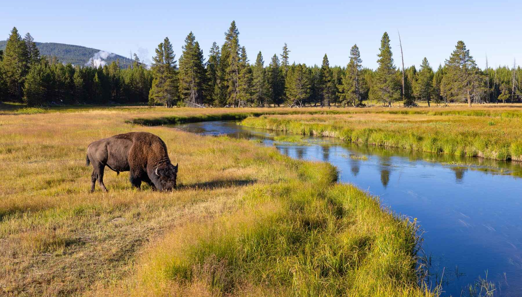 'Hoot owl' restrictions in Montana, Yellowstone National Park start before the first day of summer | Hatch Magazine