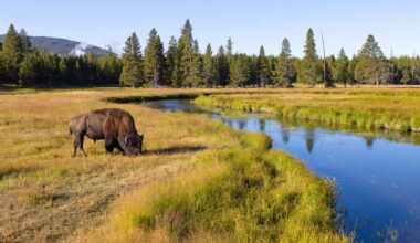 'Hoot owl' restrictions in Montana, Yellowstone National Park start before the first day of summer | Hatch Magazine