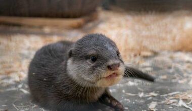 Adorable otter pups make public debut at Cincinnati Zoo’s Elephant Trek