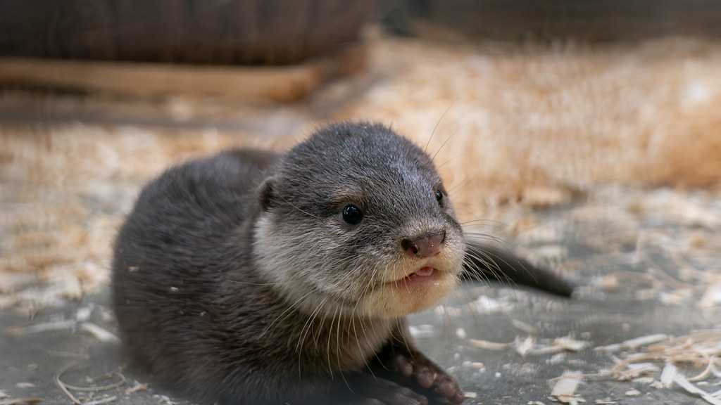 Adorable otter pups make public debut at Cincinnati Zoo’s Elephant Trek