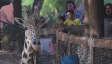 Dallas Zoo's August Dollar Day sells out