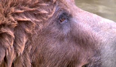 Grizzly bear among animals transferred to Alaska Zoo following raid at Haines wildlife center