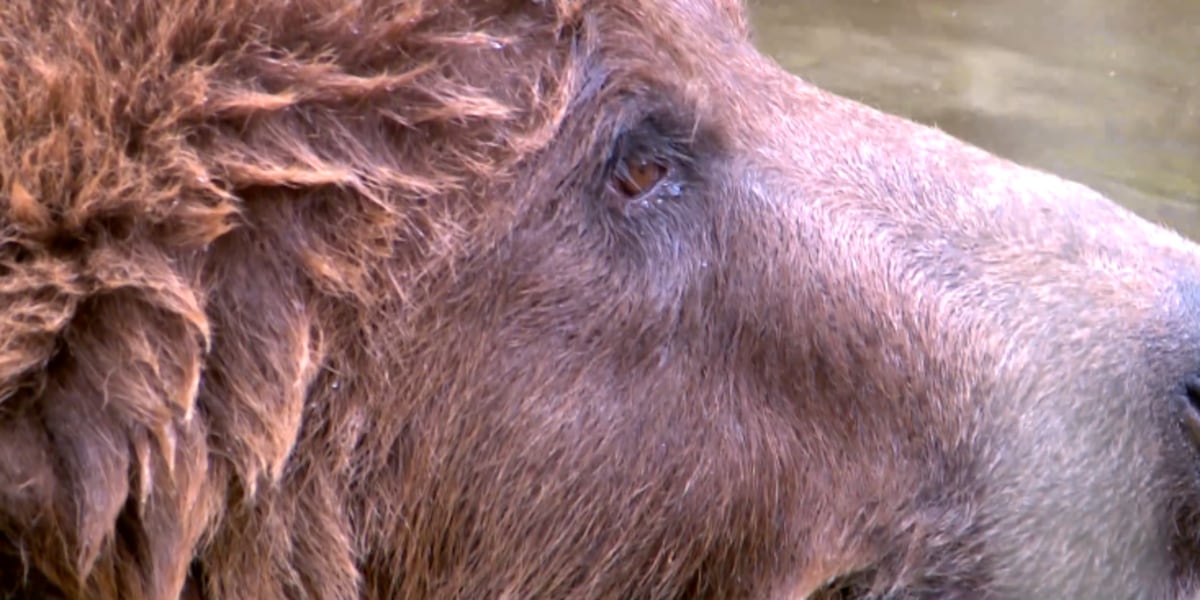 Grizzly bear among animals transferred to Alaska Zoo following raid at Haines wildlife center