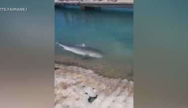 Tiger shark swims into Waianae Boat Harbor