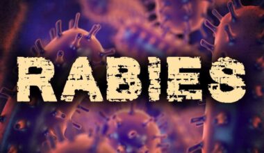 Positive rabies case identified in Wyomissing | Berks Regional News