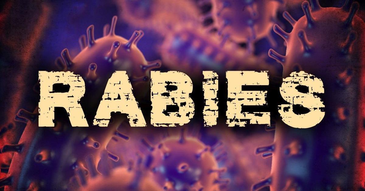Positive rabies case identified in Wyomissing | Berks Regional News