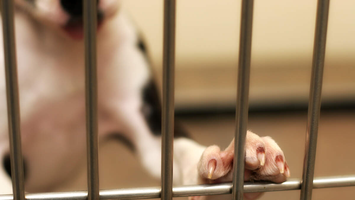 Dog Finds a Home 2500 Miles Away After 700 Days in LA Shelter