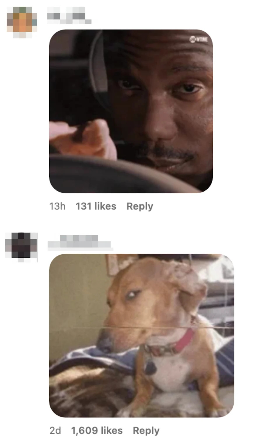 Top image: Person driving, looking serious. Bottom image: Dog appearing disgusted, glancing sideways