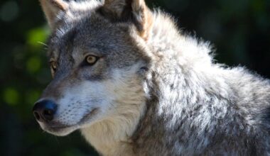 Cochise County adopts resolution opposing wolf reintroduction | Cochise County